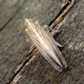 Stenocranus sp.